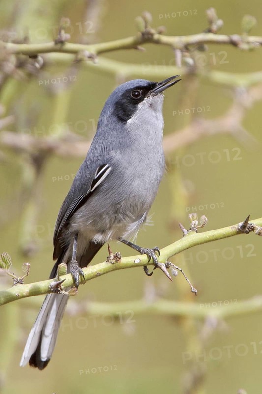 Masked Gnatcatcher (Polioptila dumicola) perched on a branch in Bolivia, South America