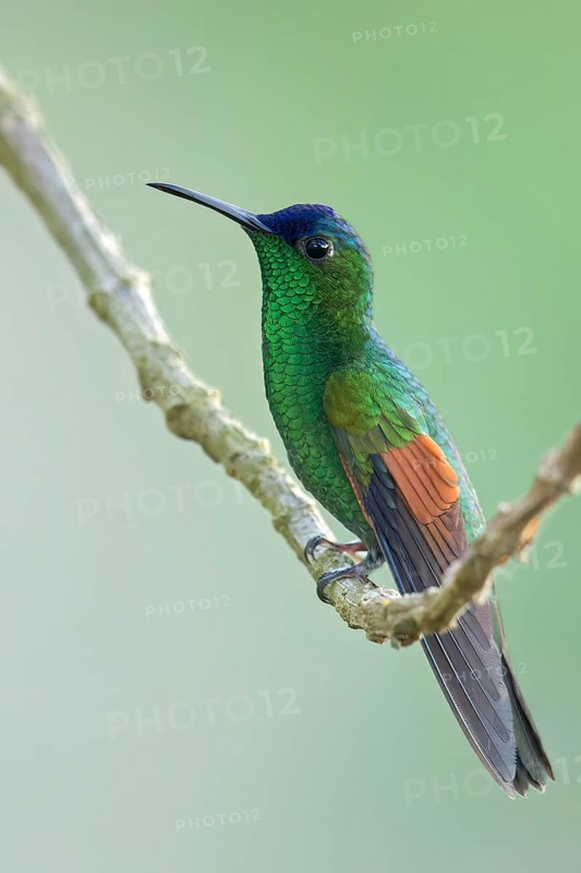 Blue-capped Hummingbird (Eupherusa cyanophrys) perched on a branch in Oaxaca, Mexico