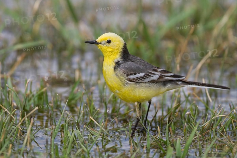 Citrine Wagtail - Zitronenstelze - Motacilla citreola ssp. citreola, Kazakhstan