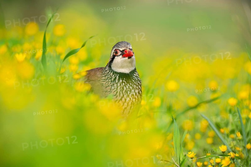 A red-legged partridge stands amidst a lush field of bright yellow flowers The scene captures the bird's vivid colors blending harmoniously with the natural surroundings