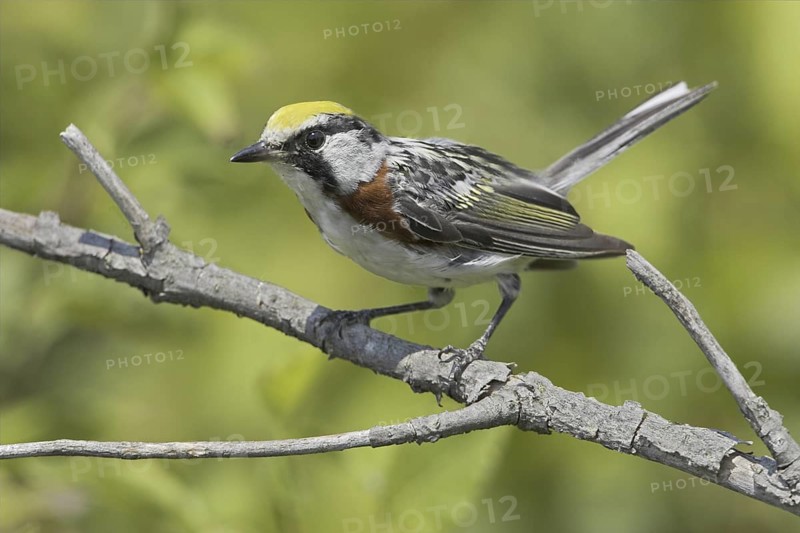 Chestnut-sided Warbler (Setophaga pensylvanica), Ontario, Canada