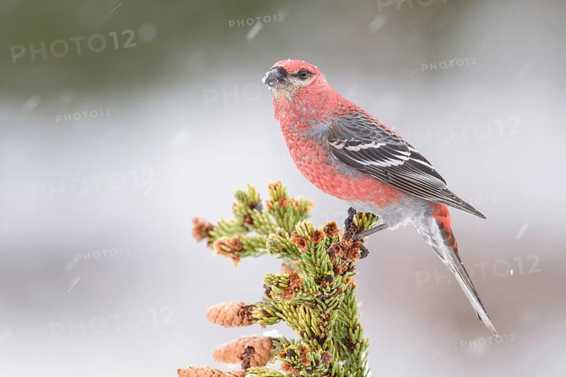 Pine Grosbeak (Pinicola enucleator) male perched on a branch, Alaska, USA