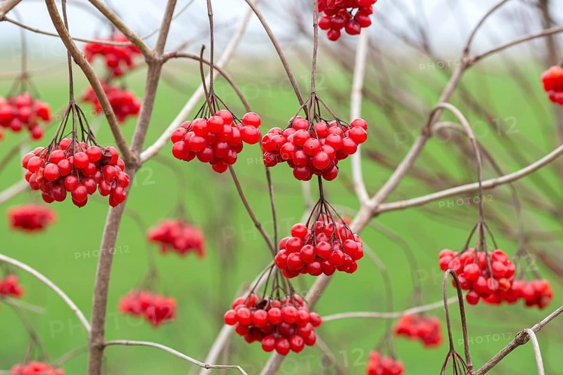 Snowball (Viburnum opulus), Germany