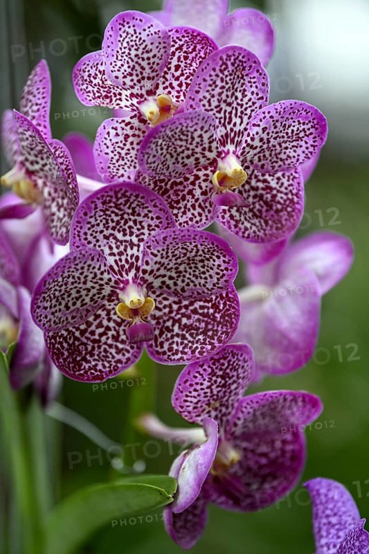 Orchid in Uncle Niyom's orchid garden, flowers, near Wat Saphan, Taling Chan district, Bangkok, Thailand