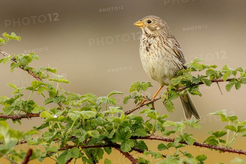 Corn Bunting (Emberiza calandra), perched on a branch, Galicia, Spain