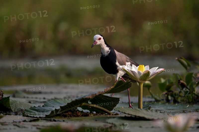 Long-toed Lapwing (Vanellus crassirostris) foraging, Semuliki National Park, Uganda