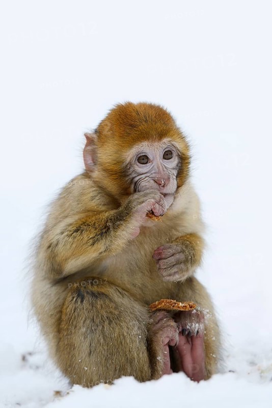 Barbary macaque or magot (Macaca sylvanus), young animal sitting in the snow and eating, winter, Azrou, Morocco