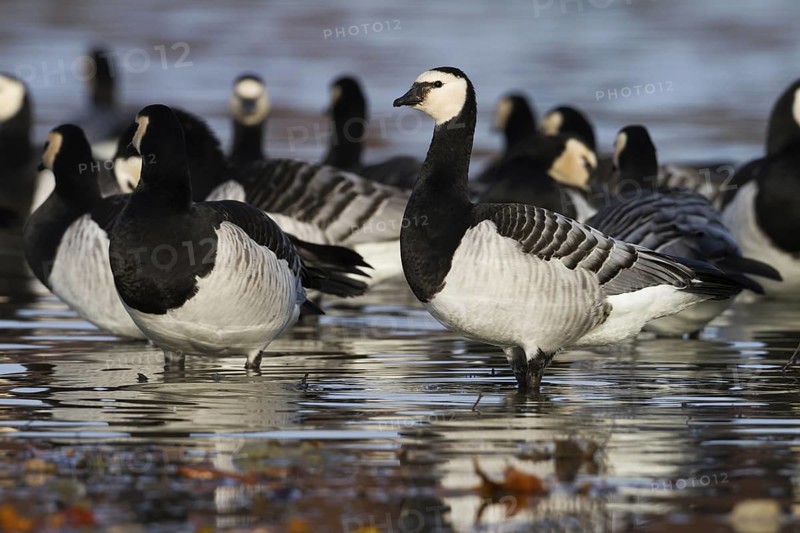 Barnacle Goose (Branta leucopsis), Bavaria, Germany