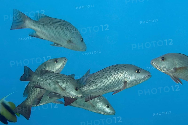 Mangrove snapper (Lutjanus argentimaculatus)