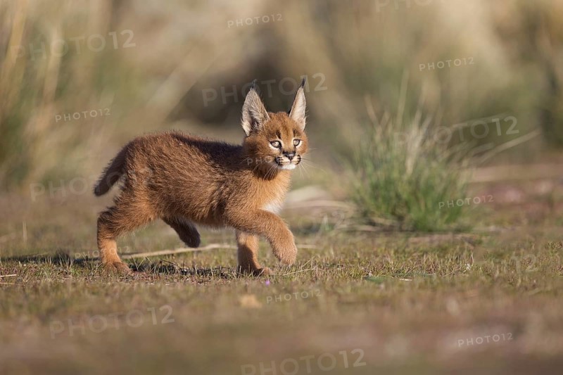 Caracal (Caracal caracal) cub running, Castile-La Mancha, Spain