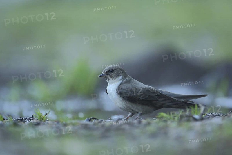 Crag martin (Hirundo rupestris) on the ground in the silt, Monfragüe, Campillo de Deleitosa, Extremadura, Spain