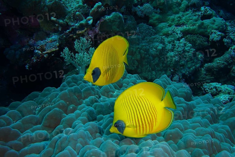 Maskarill masked butterflyfish (Chaetodon semilarvatus)