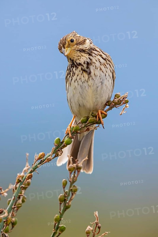 Grauammer, Corn Bunting, Miliaria calandra, Emberiza calandra, Bruant proyer, Triguero