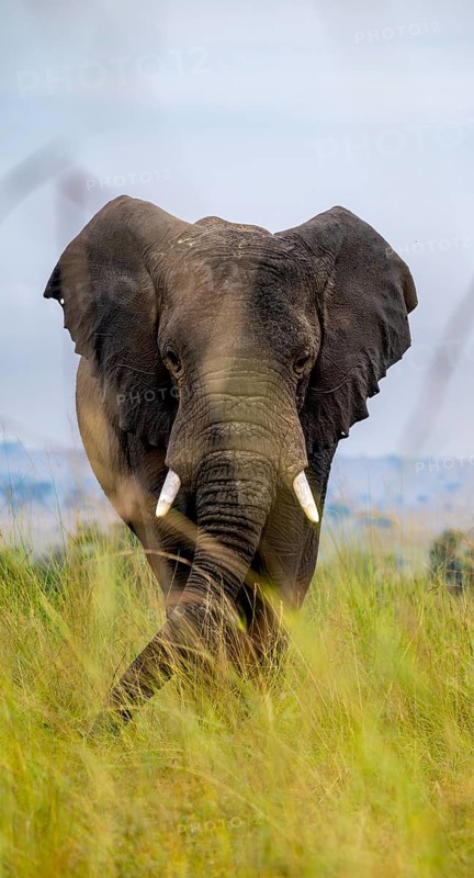 African elephant (Loxodonta africana), in tall grass, Serengeti National Park, Tanzania