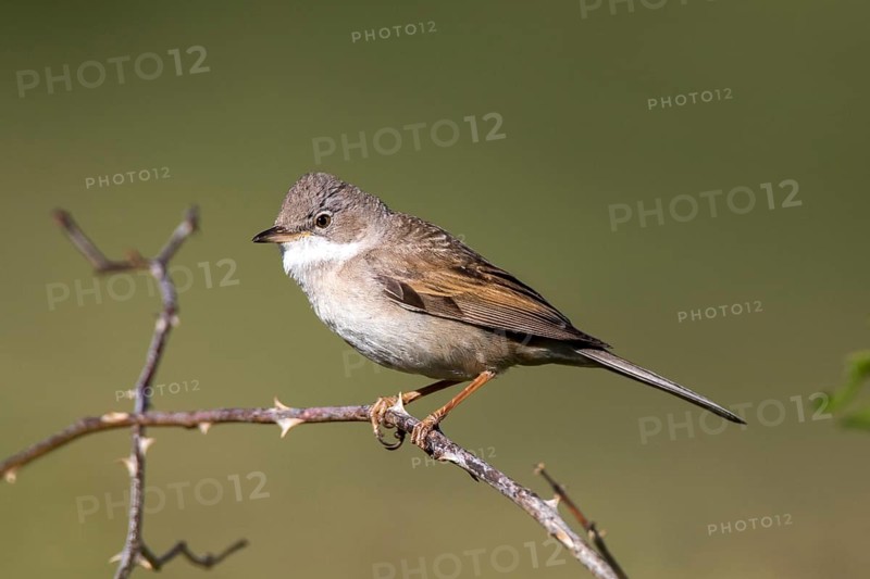 Common Whitethroat (Sylvia communis) male perched on a branch, Madrid, Spain