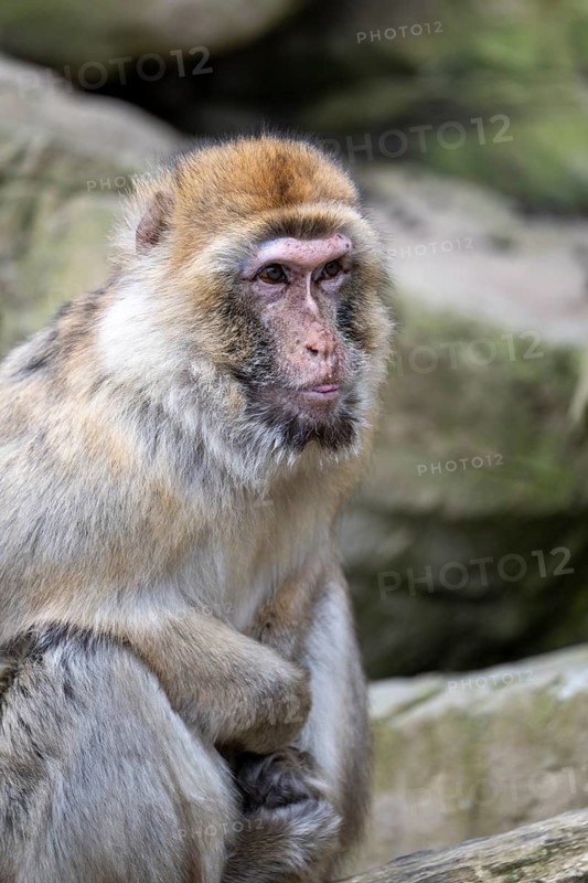 Barbary macaque (Macaca sylvanus), captive at Schönbrunn Zoo, Vienna, Austria