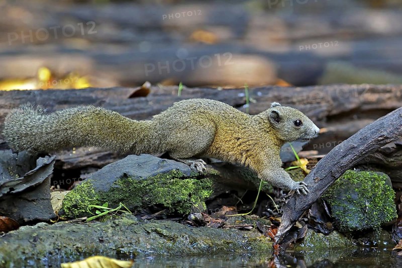 Graubauchhörnchen (Callosciurus caniceps) an Wasserstelle im Regenwald, Kaeng Krachan National Park, Thailand