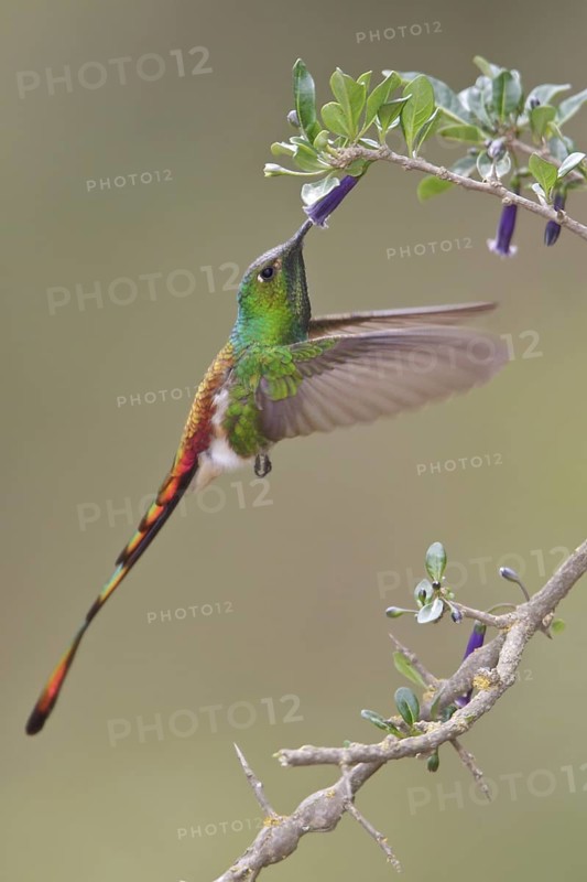 Red-tailed Comet (Sappho sparganura) flying while feeding at a flower in Bolivia, South America