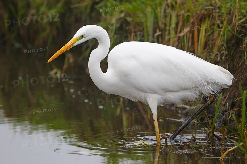 Great Egret (Ardea alba), Netherlands