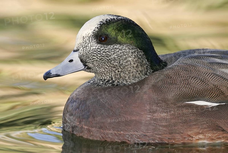 American Wigeon (Mareca americana) male, Arizona, USA