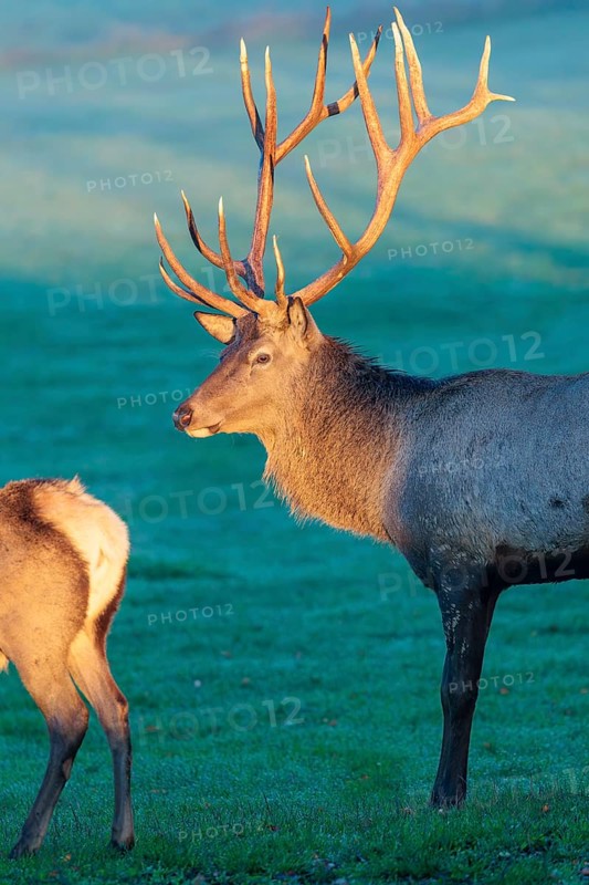 An Altai maral stag (Cervus canadensis sibiricus) and a female Altai maral stand in a meadow in the first light of day. His antlers are illuminated by this beautiful, warm light and stand out clearly against the misty blue background