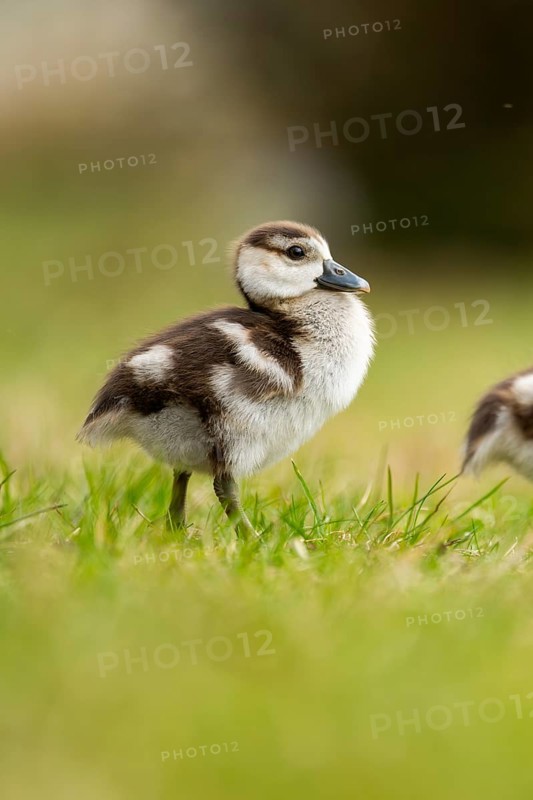 Egyptian goose (Alopochen aegyptiaca) cute chick on a meadow at the shore of a lake, Bavaria, Germany