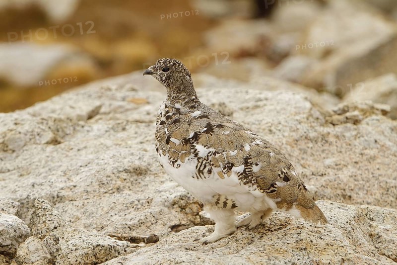 White-tailed Ptarmigan (Lagopus leucura), California, USA