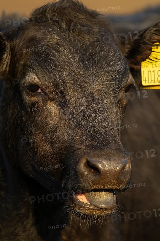 Domestic cattle or cow (Bos taurus) juvenile baby calf farm animal calling or mooing in a field, England, United Kingdom