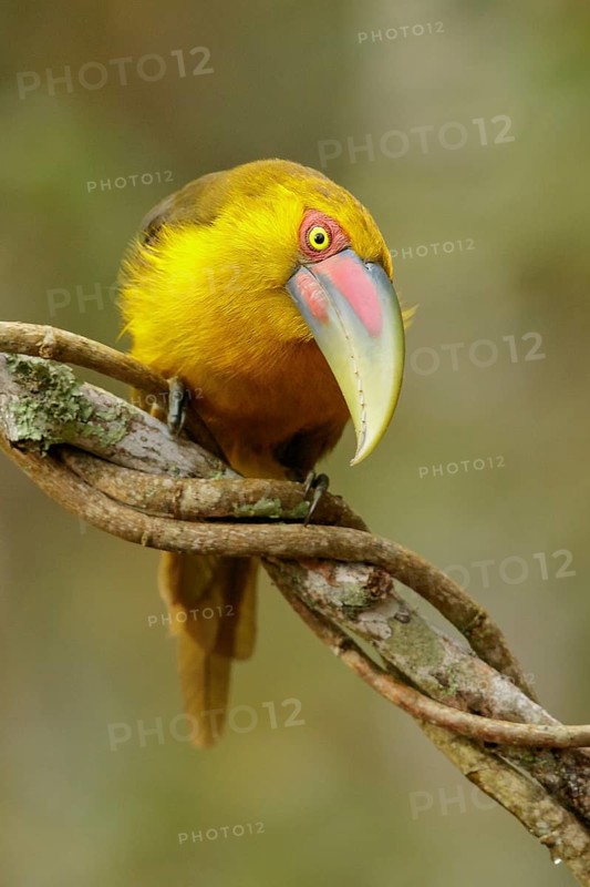 Saffron Toucanet (Pteroglossus bailloni) perched on a branch in the Atlantic Rainforest Region of Brazil