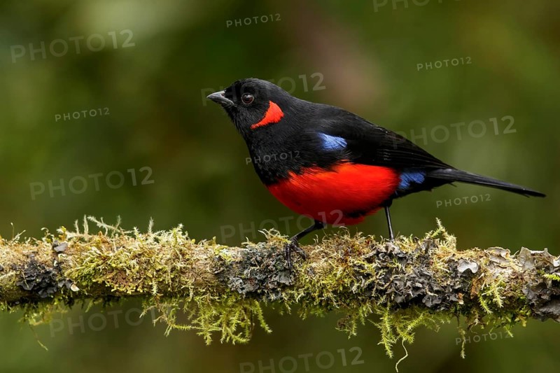 Scarlet-bellied Mountain-tanager (Anisognathus lunulatus) perched on a branch in the Andes mountains in Colombia