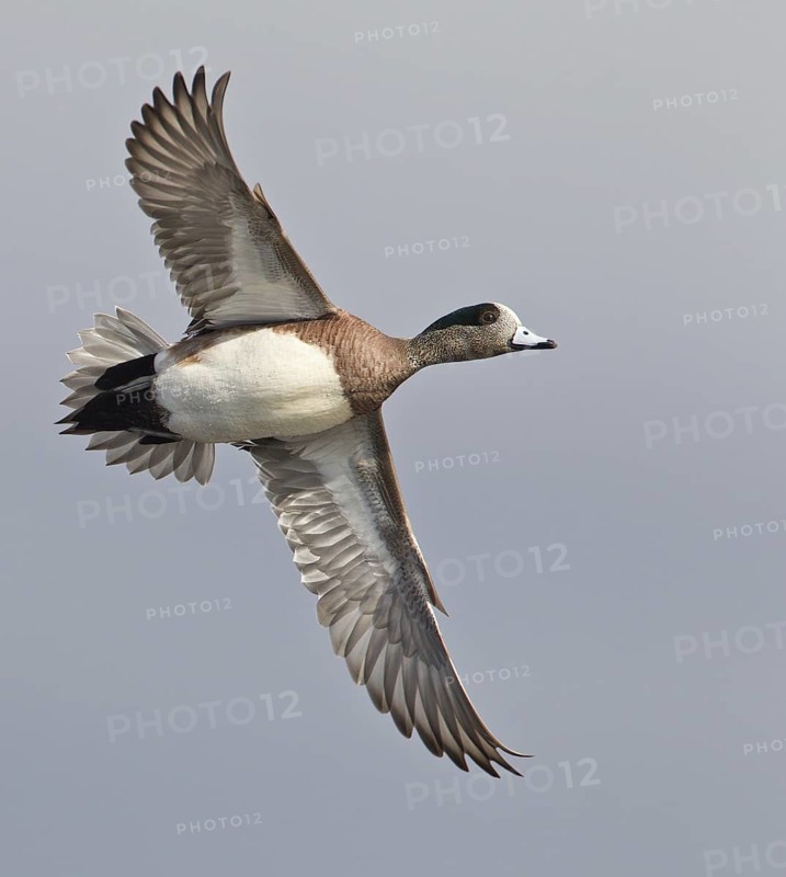 American Wigeon (Mareca americana) male flying, Florida, USA