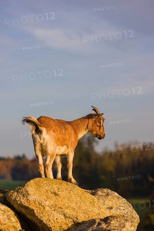 An African Pygmy goat Capra aegagrus hircus) stands on top of a rock, looking around