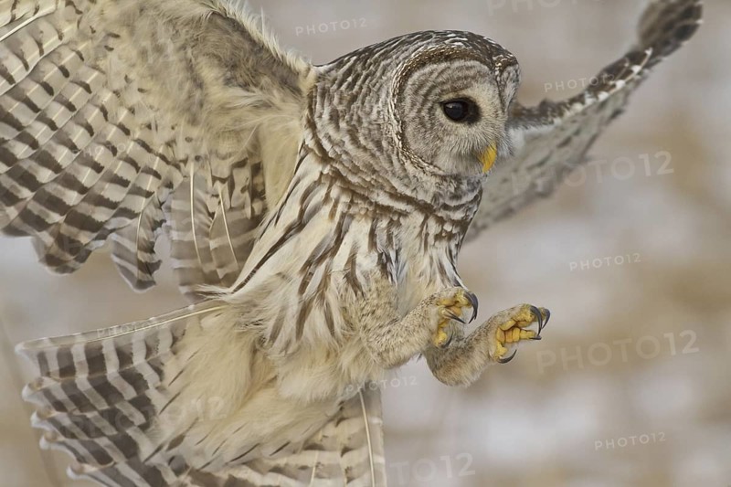 Barred Owl (Strix varia), Ontario, Canada