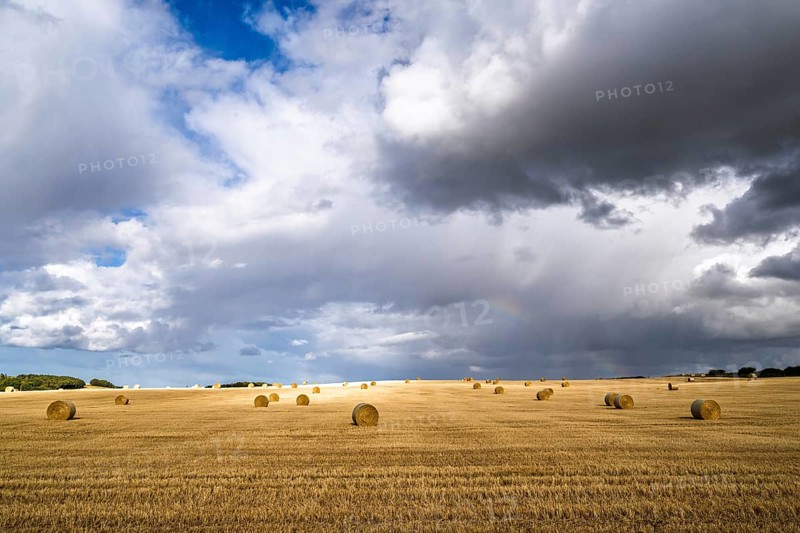 Straw bales on the Scottish fields, Southeast Scotland, UK