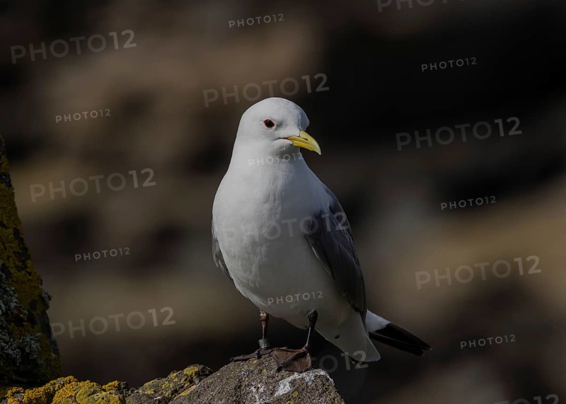 Black-legged Kittiwake (Rissa tridactyla) on a cliff, Scotland, United Kingdom