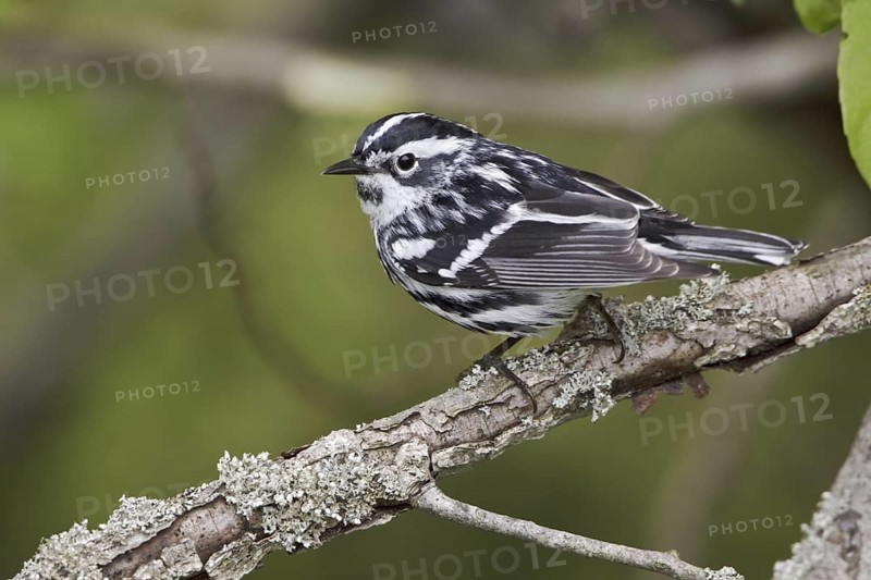 Black-and-white Warbler (Mniotilta varia), Ontario, Canada