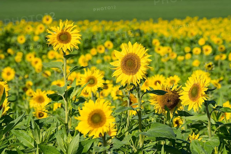 Common sunflower (Helianthus annuus), field in October as cover crop or catch crop, rural landscape near Gewissenruh, Wesertal, Weser Uplands, Weserbergland, Hesse, Germany