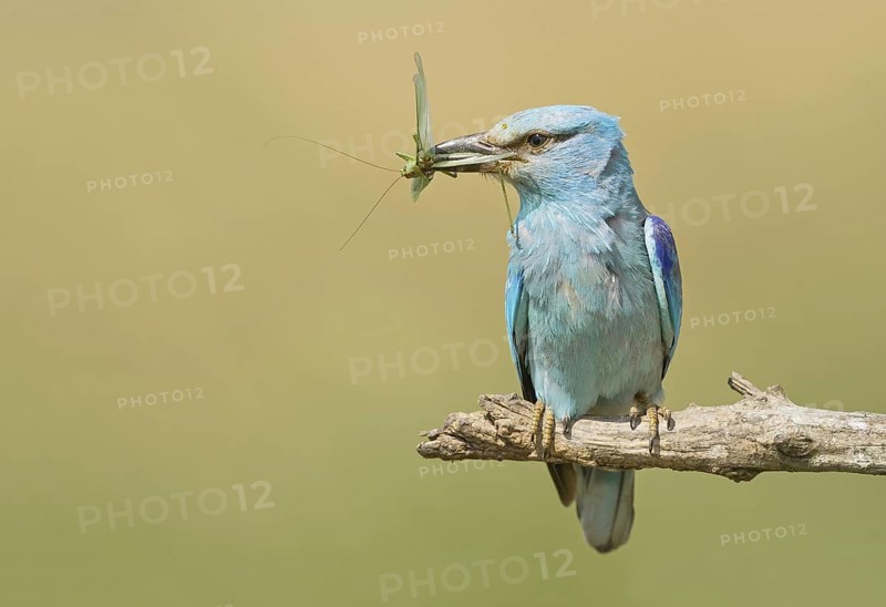 European Roller (Coracias garrulus) perched on a branch with grasshopper in beak, Hortobagy National Park, Hungary