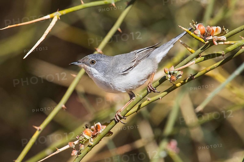 Rüppell's Warbler (Sylvia ruppeli) female, Eilat, Israel