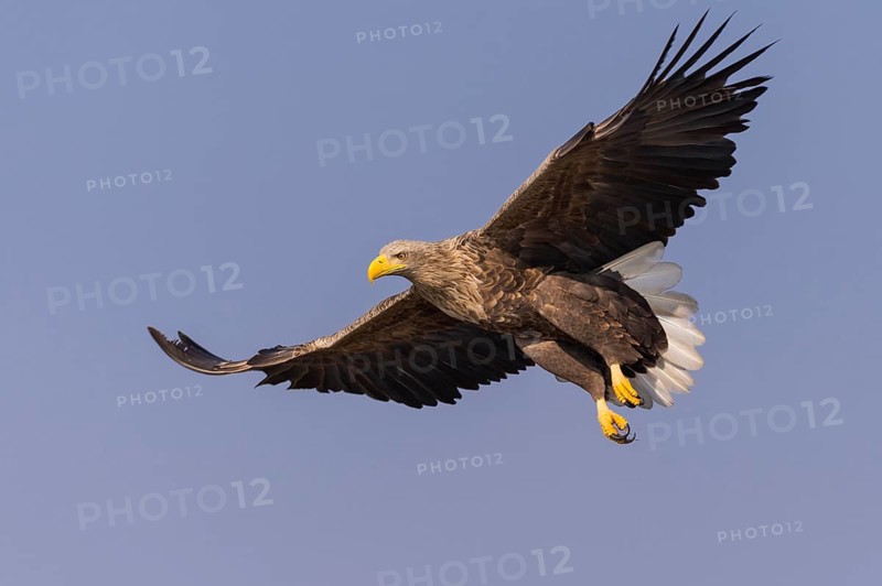 White-tailed Eagle (Haliaeetus albicilla) flying, Kutno, Poland