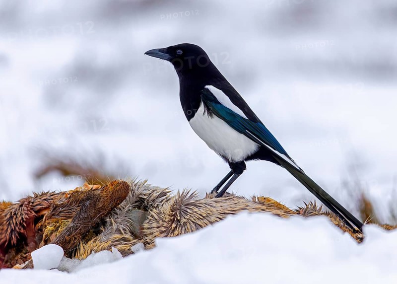Scavenging Eurasian magpie, common magpie (Pica pica) feeding on roe deer carrion, carcass in the snow in winter