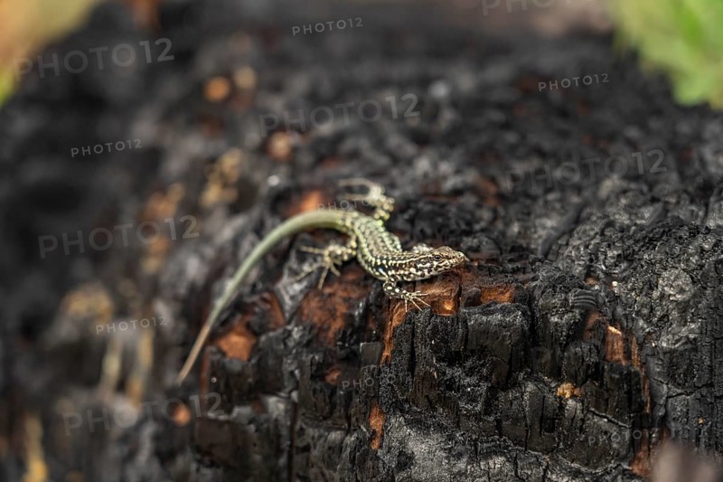 Tyrrhenian wall lizard Podarcis tiliguerta on a burnt log after a forest fire, Corsica, France