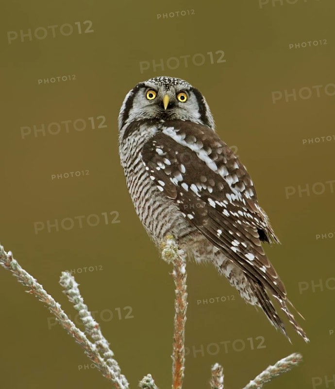 Northern Hawk-Owl (Surnia ulula), Saskatchewan, Canada