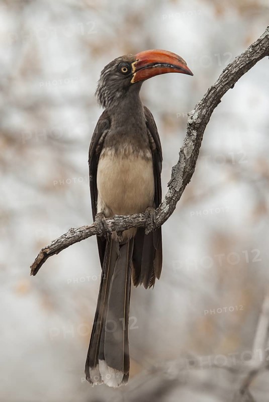 Crowned Hornbill (Lophoceros alboterminatus), Hwange, Zimbabwe