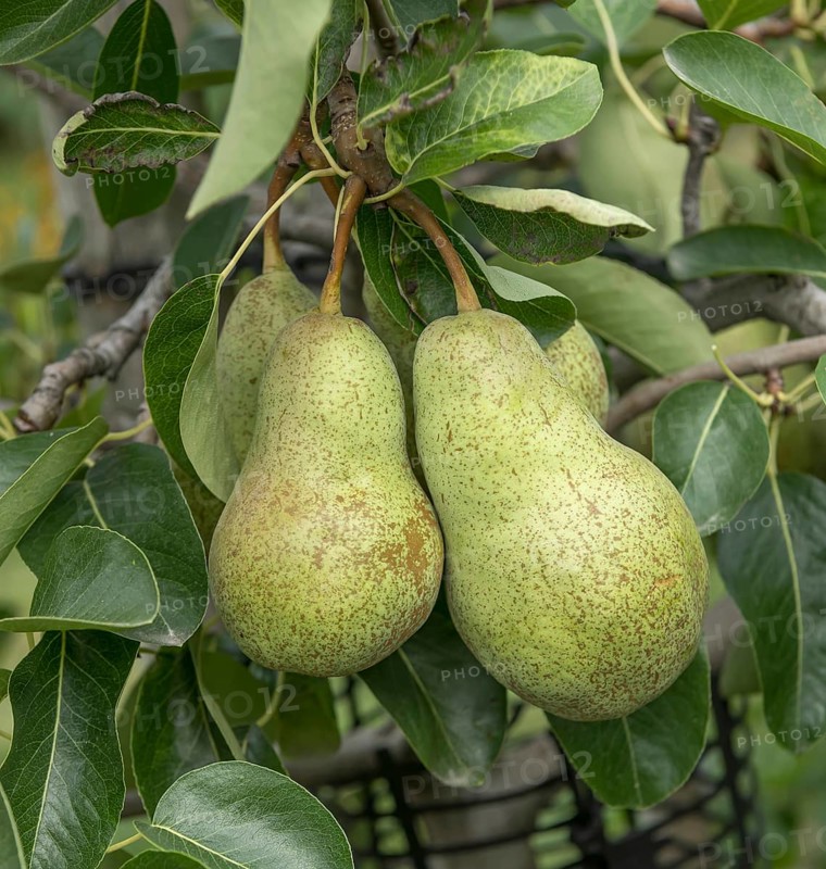 Pear (Pyrus communis 'Triomphe de Vienne'), Bavarian Fruit Centre, Germany