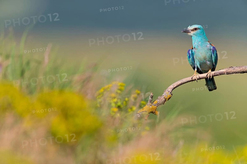 Roller, Almond Crow, (Coracias garrulus), animals, birds, raptors, raptor family, perch, biotope, habitat, Muselievo, Muselievo, Pleven, Bulgaria
