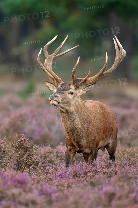 Red deer (Cervus elaphus), rut, Hoenderloo, Gelderland, Netherlands