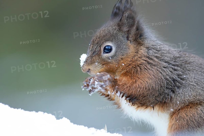 Red squirrel (Sciurus vulgaris) adult animal feeding on a nut in snow in winter, England, United Kingdom