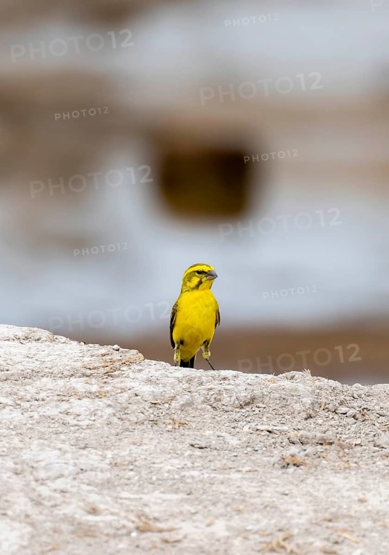 Yellow-bellied Serin (Crithagra flaviventris) Nxai Pan National Park, Botswana