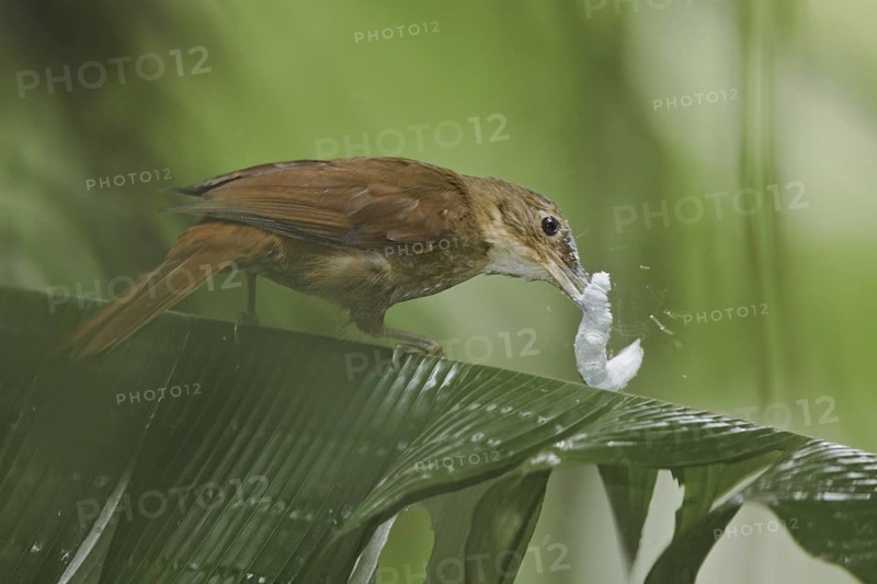 Buff-throated Foliage-gleaner (Automolus ochrolaemus), Ecuador